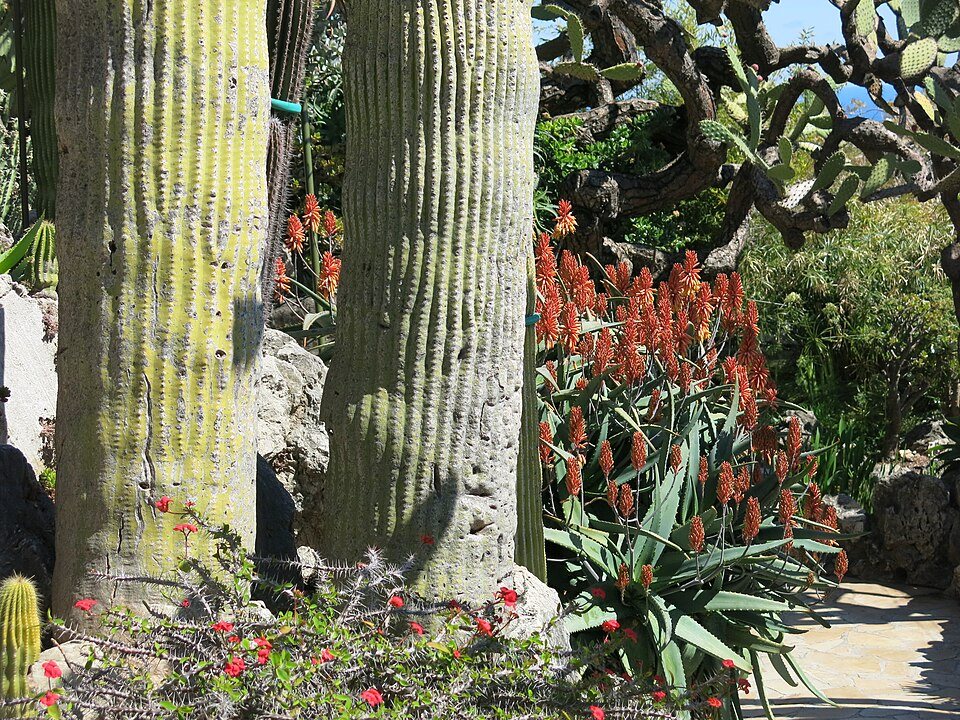 Jardin Exotique